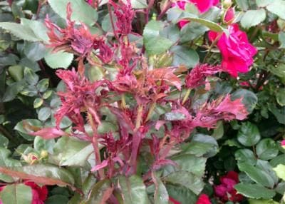 rose rosette roses disease knock know need bush including southlake broom witches infected mysouthlakenews kyforward outs popular symptoms virus thursday