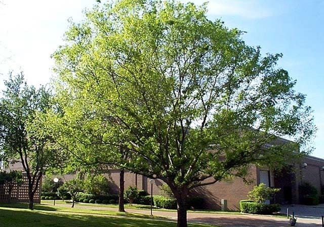 Lacebark Elm Residential Cost is $147.50