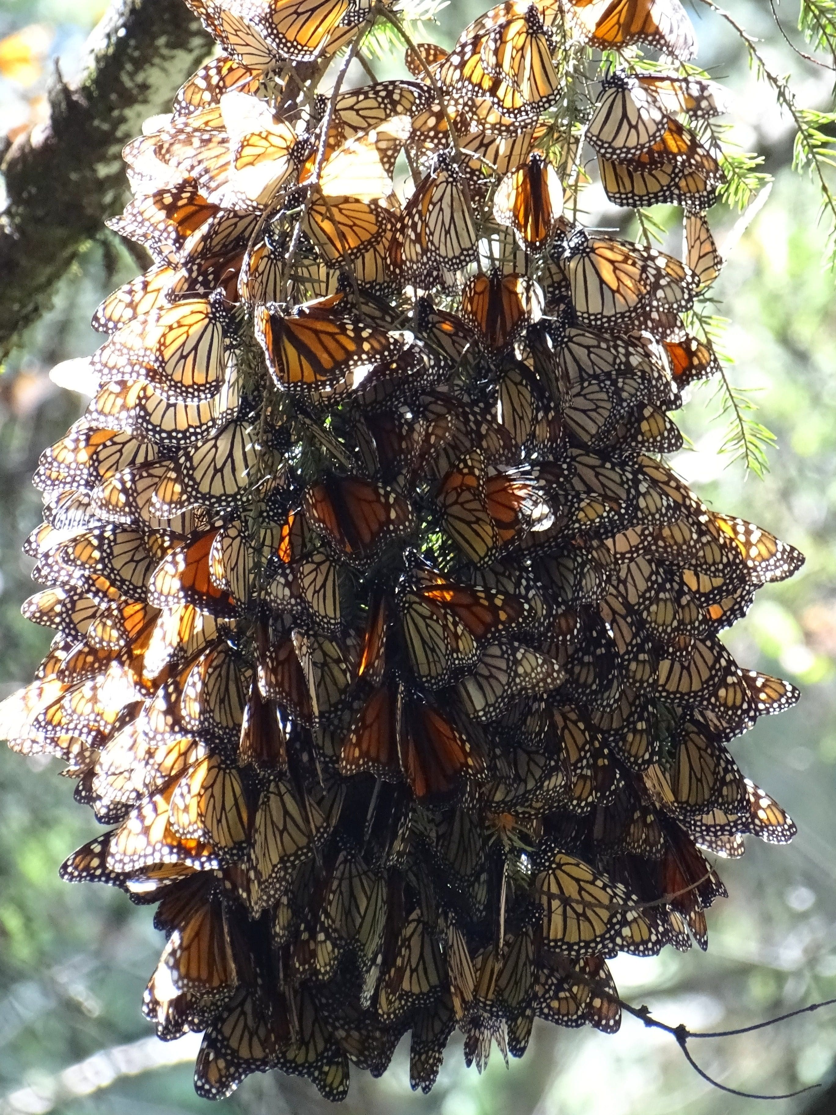 Piedra_Herrada_-_Monarch_Butterfly_Sanctuary_-_Near_Valle_de_Bravo_-_Mexico_-_07_(15875612243)